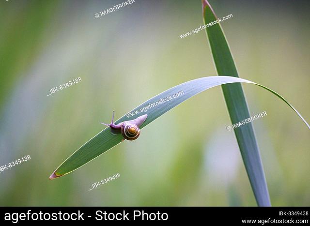 Grove snail (Cepaea nemoralis), Germany, Europe