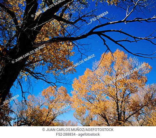 Narrow-leaved poplar (Populus angustifolia). Colorado. USA