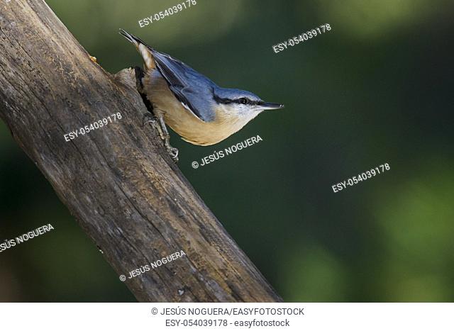 Blue climber (Sitta europaea) passerine of the family Sittidae. Malaga. Spain