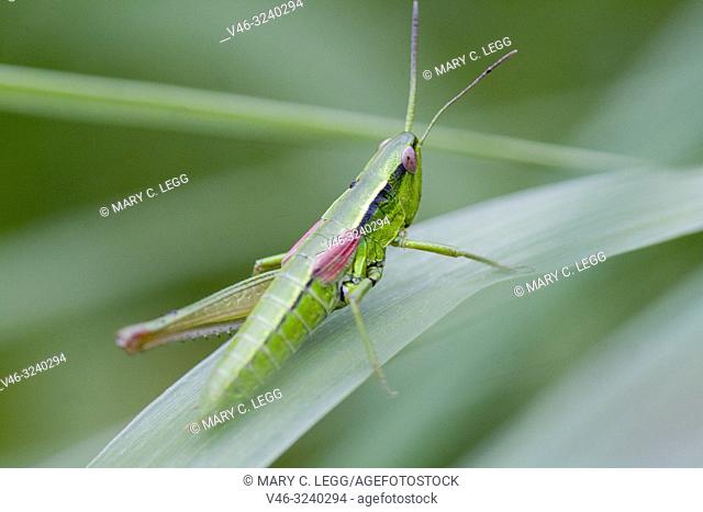 Female Small Gold Grasshopper, Euthystira brachyptera a short-horned medium-sized grasshopper 15-26mm length. Grass green with gold highlights on underlegs
