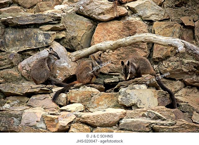 Brush-tailed rock-wallaby, (Petrogale penicillata), adult group on rock, New South Wales, Australia