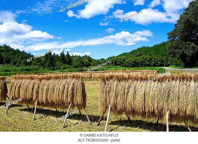 Drying rice ears and blue sky with clouds in Yamagata, Gifu Prefecture