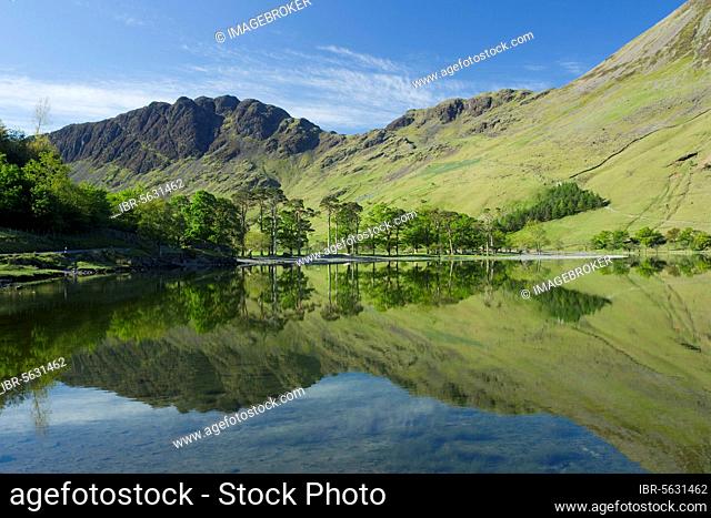 View of trees and felling reflected in the lake, Buttermere, Lake District N. P. Cumbria, England, United Kingdom, Europe