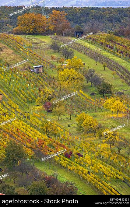 Autumn vineyard near Mutenice, Southern Moravia, Czech Republic