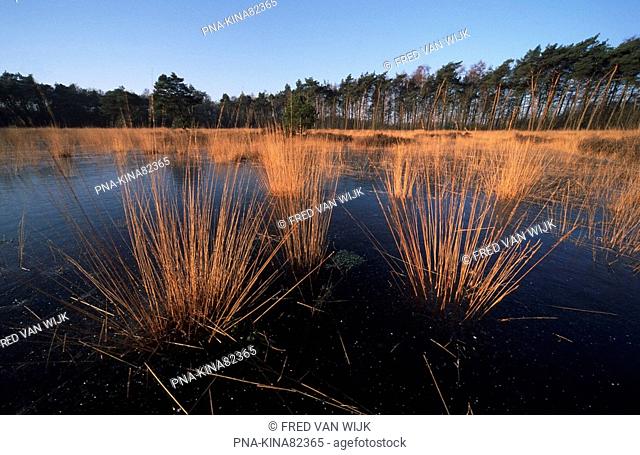 Purple Moor-grass Molinia caerulea - Erica Noord, Barneveld, Gelderse Vallei, Guelders, The Netherlands, Holland, Europe