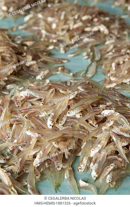 Indonesia, Sumatra Island, Aceh province, Calang, small fishes in traditional fish market