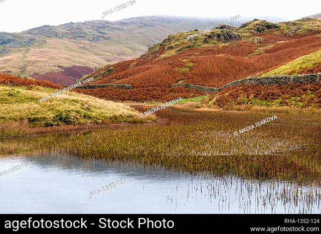 Alcock Tarn, near Grasmere, Lake District National Park, UNESCO World Heritage Site, Cumbria, England, United Kingdom, Europe