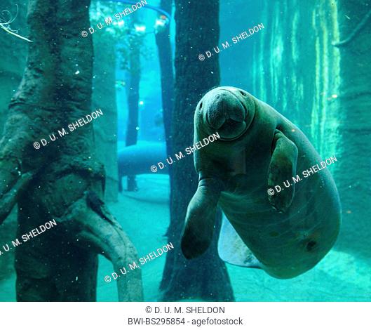 West Indian manatee, Florida manatee, Caribbean manatee, Antillean manatee (Trichechus manatus), swimming underwater