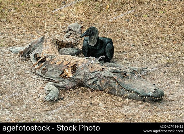 Road-killed alligator (Alligator mississippiensis), Everglades National Park, southern Florida, USA