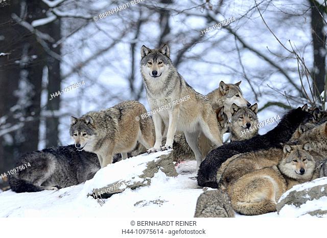 Wolf, animal, predator, wolves, predators, gray wolf, canids, Canis lupus lycaon, Germany, Europe