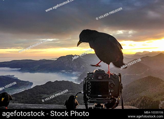 Sankt Gilgen, view from mountain Schafberg to lake Attersee (with fog clouds above the water), bird Alpine chough (Pyrrhocorax graculus) on top of camera in...