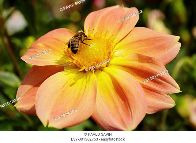 Bee on red-yellow flower