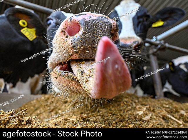 11 June 2022, Brandenburg, Angermünde: A dairy cow sticks out its tongue in the barn of Hemme Milch GmbH & Co. KG at the opening of the 27th Brandenburg...