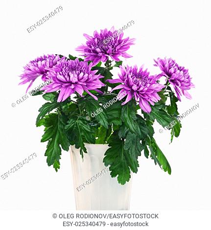 Bouquet of chrysanthemums in flower pot isolated on white background. Closeup