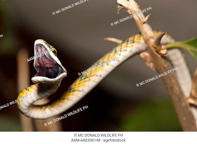 Vine Snake (Oxybelis aeneus(?)) defensive posture, Pantanal, Brazil, South America