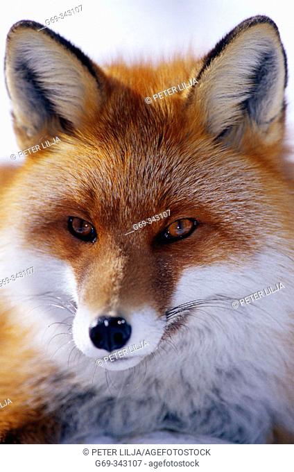 Red Fox (Vulpes vulpes). Lycksele, Västerbotten, Sweden