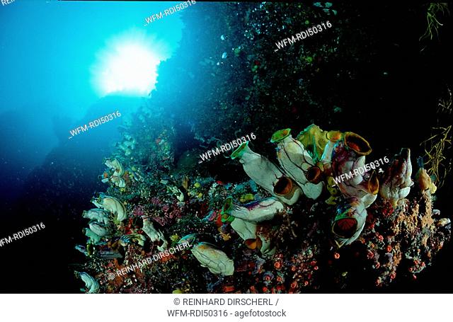 Coral reef with sea squirts, Ascidia, Pacific ocean, Papua New Guinea