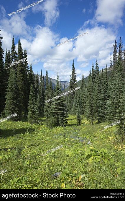 View of remote wilderness, meadow and forest from the Pacific Crest Trail