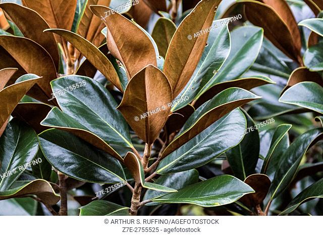 The leaves of a magnolia tree