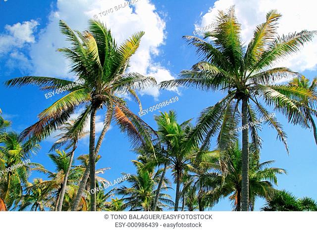 Coconut palm trees tropical typical background blue sky