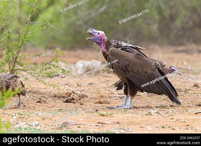 Lappet-faced vulture (Torgos tracheliotos), side view of an immature swallowing a bone, Mpumalanga, South Africa