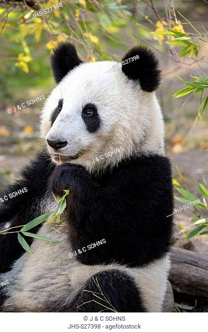 Giant Panda, (Ailuropoda melanoleuca), distribution China, captive, young feeding portrait