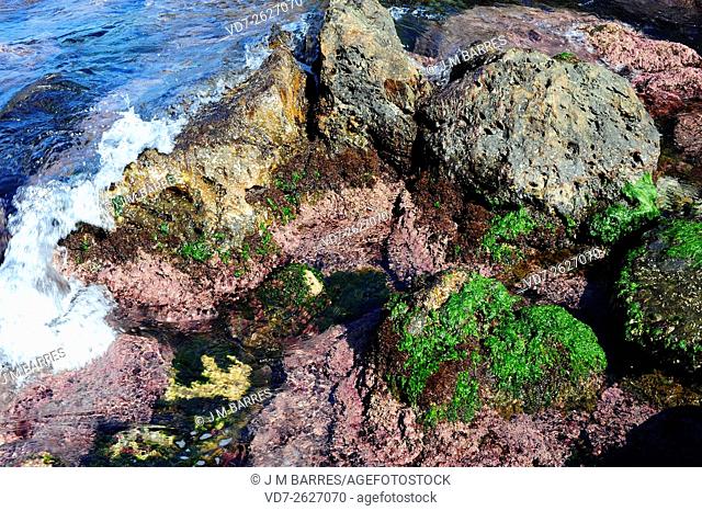 Seaweed in rocky coastline: sea lettuce (Ulva lactuca), Corallina elongata and Rissoella verruculosa. Costa Brava, Girona, Catalonia, Spain