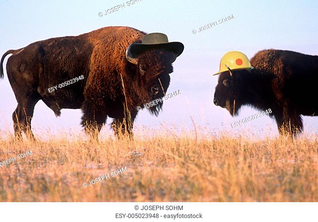 Whimsical composite image of two bison wearing hats on the range