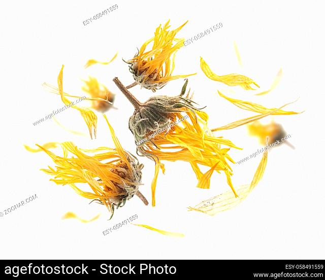 Dry dandelion flowers levitate on a white background