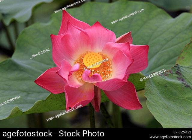 Indian Lotus (Nelumbo nucifera), Kota Kinabalu, Sabah, Borneo, Malaysia, Asia