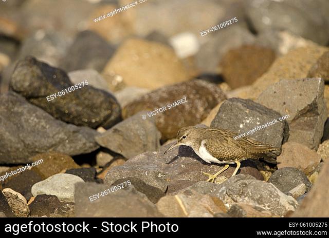 Common sandpiper Actitis hypoleucos. El Confital. La Isleta Protected Landscape. Las Palmas de Gran Canaria. Gran Canaria. Canary Islands. Spain