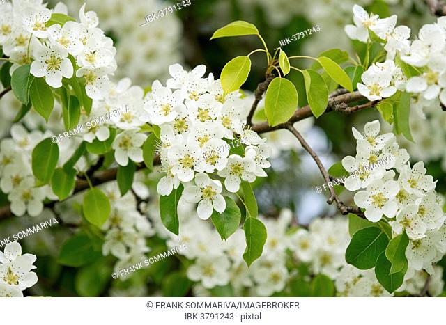 Pear tree (Pyrus communis), cultivar, branch with blossoms and leaves, Thuringia, Germany