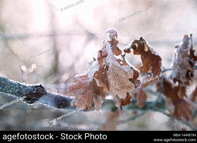 Winter forest, detail, oak