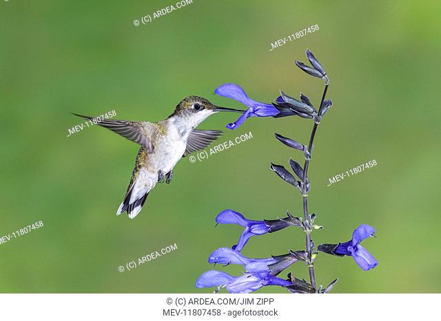 Ruby-throated Hummingbird Archilochus colubris Female in July They live in open woodlands forest edges meadows grasslands and in parks gardens and backyards...
