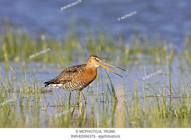 black-tailed godwit (Limosa limosa), standing in shallow water andsearching food, Austria, Burgenland
