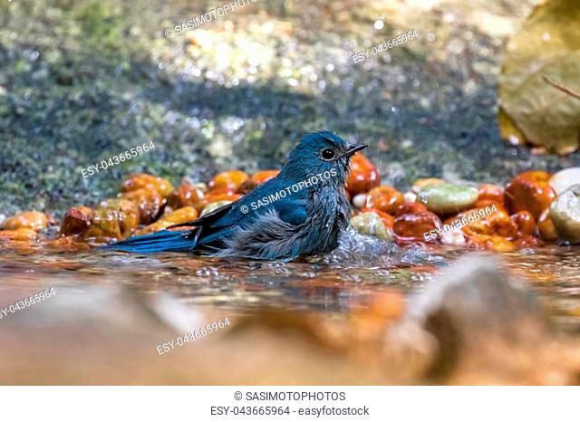 Cute little Verditer Flycatcher bird in blue playing soaking body in cold water in Thailand, Asia (Eumyias thalassinus)