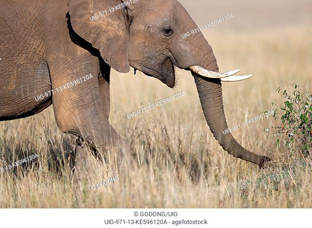 Young African Elephant (Loxodonta africana) walking in savanna. Masai Mara game reserve. Kenya