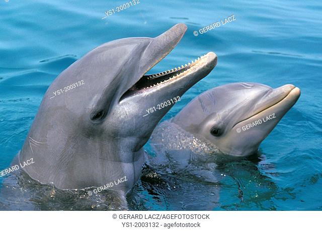 Bottlenose Dolphin, tursiops truncatus, Heads at Surface