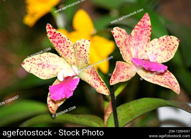 A close up of a beautiful multi-colored orchids bloom