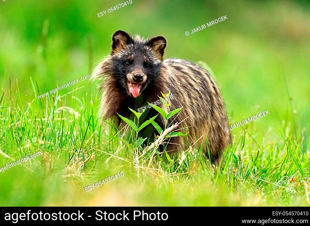 Raccoon dog, nyctereutes procyonoides, breathing heavily on a hot summer day with mouth open. Concept of happy wild animal with positive emotions
