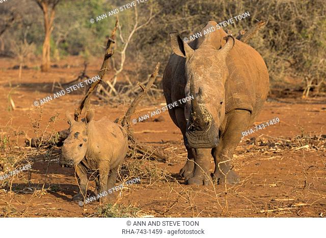 White rhino (Ceratotherium simum) cow with calf, Zimanga private game reserve, KwaZulu-Natal, South Africa, Africa