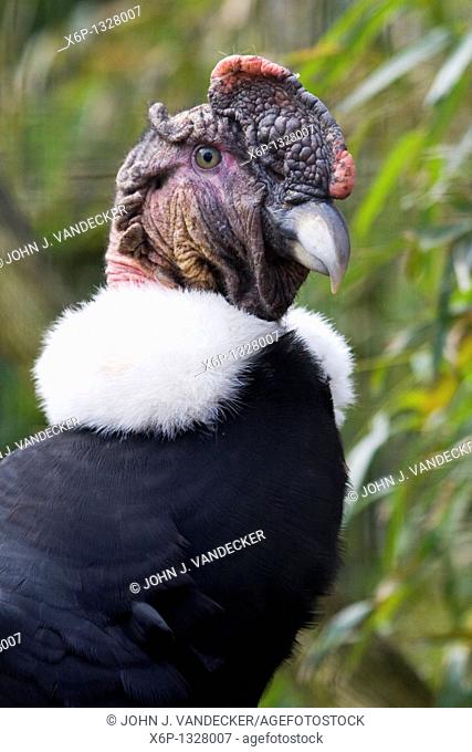 Andean Condor, Vultur gryphus, portrait  Bergen County Zoo, Paramus, New Jersey, USA