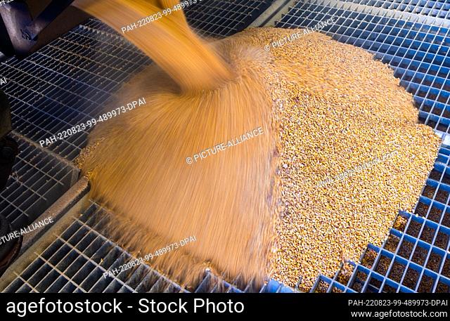 23 August 2022, Mecklenburg-Western Pomerania, Rostock: Corn grains fall out of the wagons of the first freight train with corn from Ukraine during unloading at...