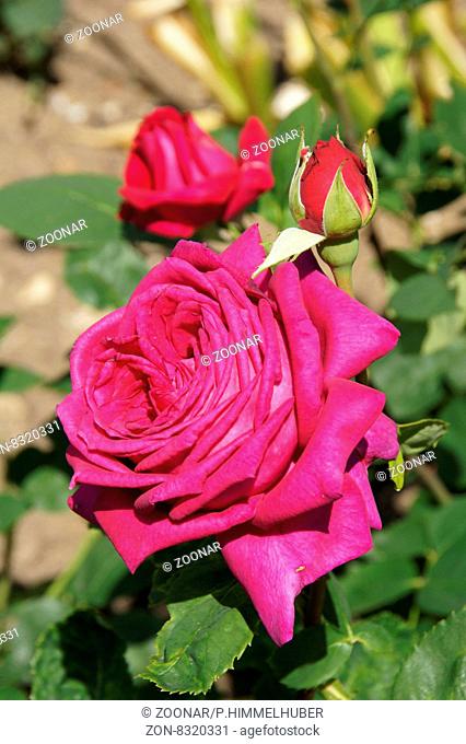 Rosa Big Purple, Edelrose, Hybrid-rose