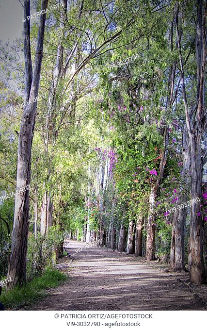 Tree Path in Galindo, Querétaro, MEXICO