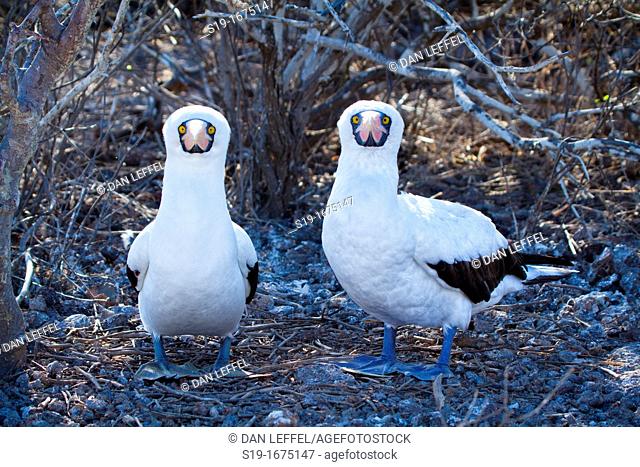 Pair of masked boobies building nest, Galapagos Islands