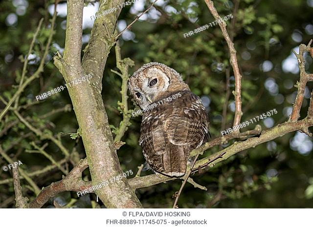 Juvenile Tawny Owl, nocturnal in woodland