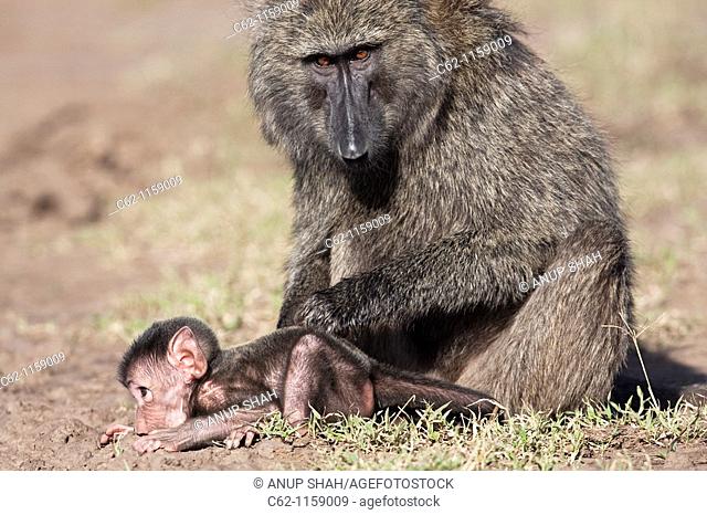 Savanna baboon Olive race (Papio cynocephalus anubis) infant male aged about 1 month trying to eat soil while being groomed, Maasai Mara National Reserve, Kenya