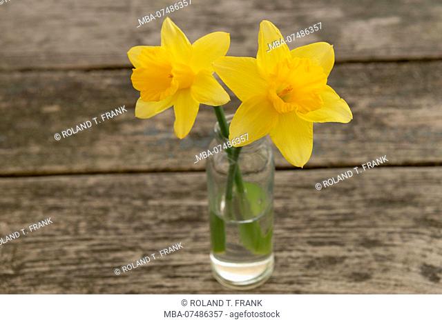 Daffodils, Narcissus pseudonarcissus in a small vase