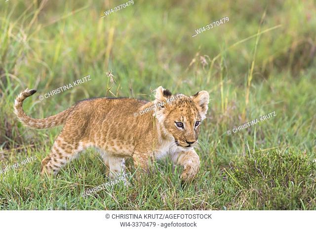 Lion cub (Panthera leo), Masai Mara National Reserve, Kenya